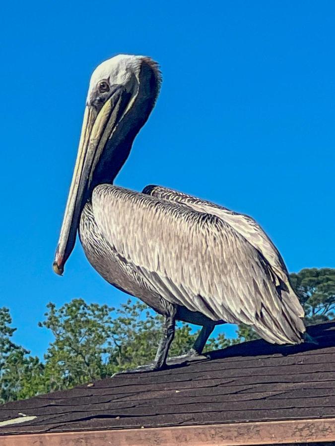 Kingwood Cottage - 10 Mins From Iah - Lake Front Humble Luaran gambar